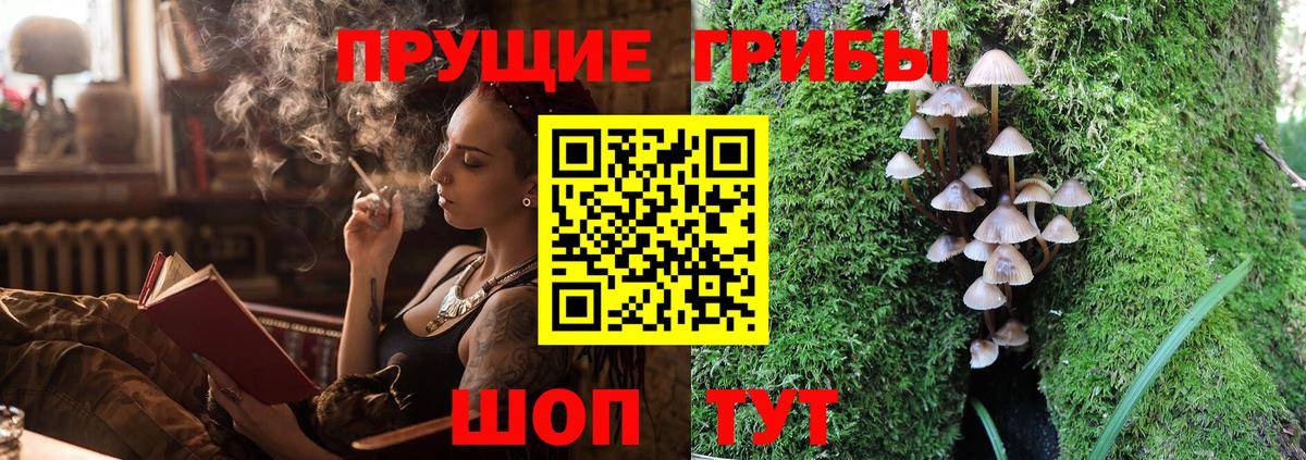 Псилоцибиновые грибы Psilocybine cubensis Канск